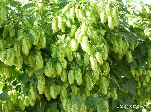 啤酒花的繁殖方式，啤酒花苗图片是什么-第3张图片-优品飞百科