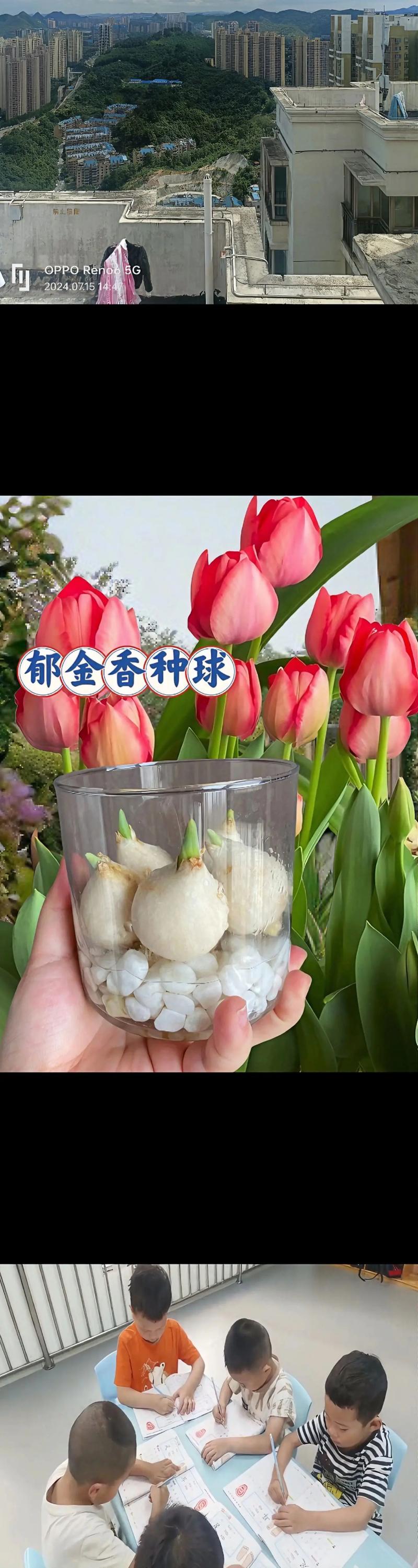 郁金香什么时候种植？红木香花适合在哪个地方种植？-第4张图片-优品飞百科