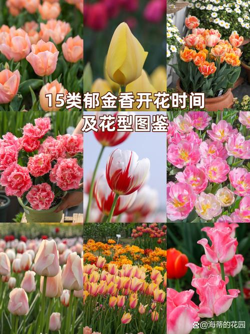 郁金香什么时候种植？红木香花适合在哪个地方种植？-第5张图片-优品飞百科