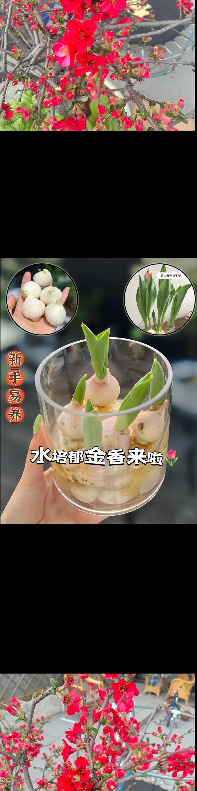 郁金香什么时候种植？红木香花适合在哪个地方种植？-第6张图片-优品飞百科