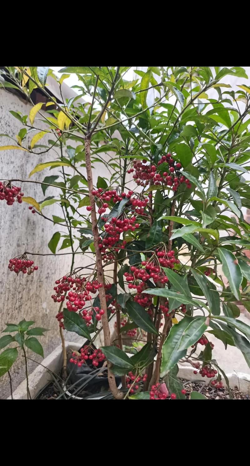 朱砂根怎么养？朱砂根怎么养护？-第3张图片-优品飞百科