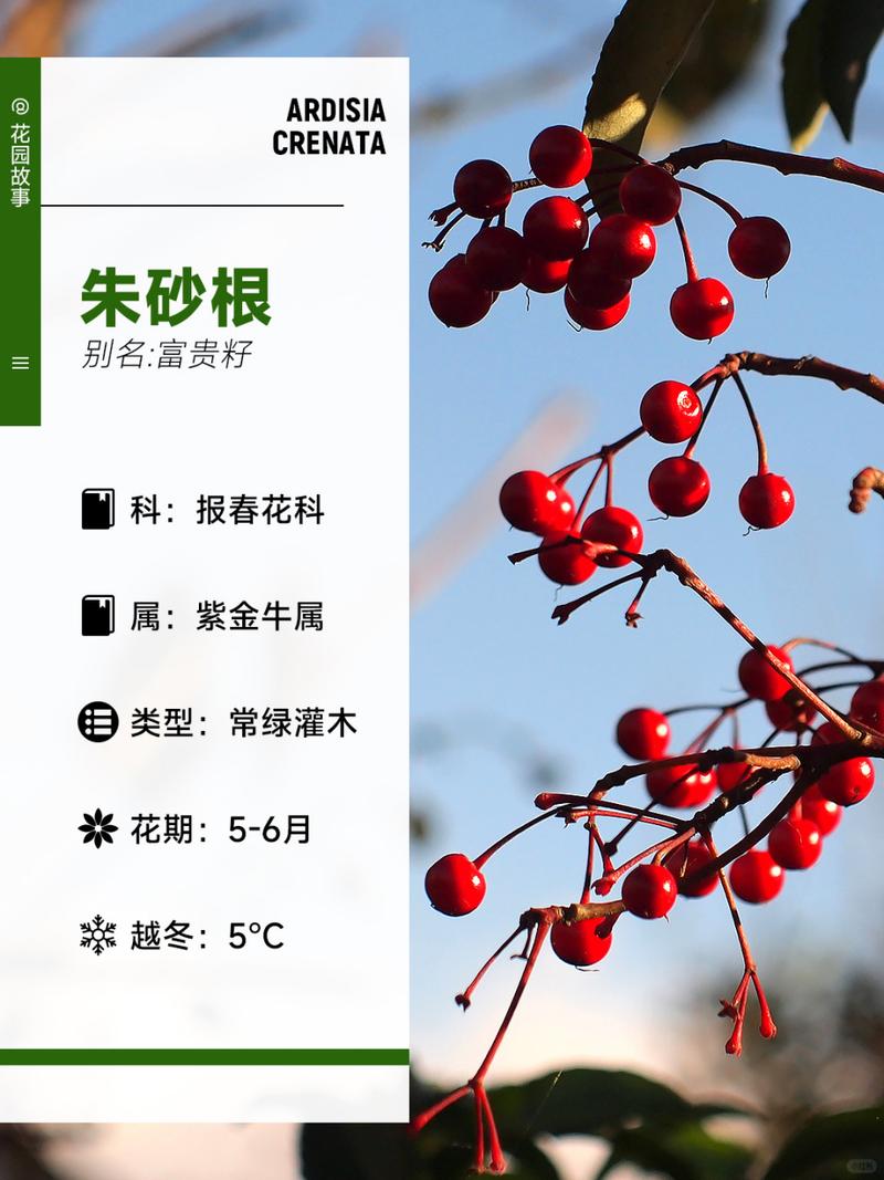 朱砂根怎么养？朱砂根怎么养护？-第5张图片-优品飞百科