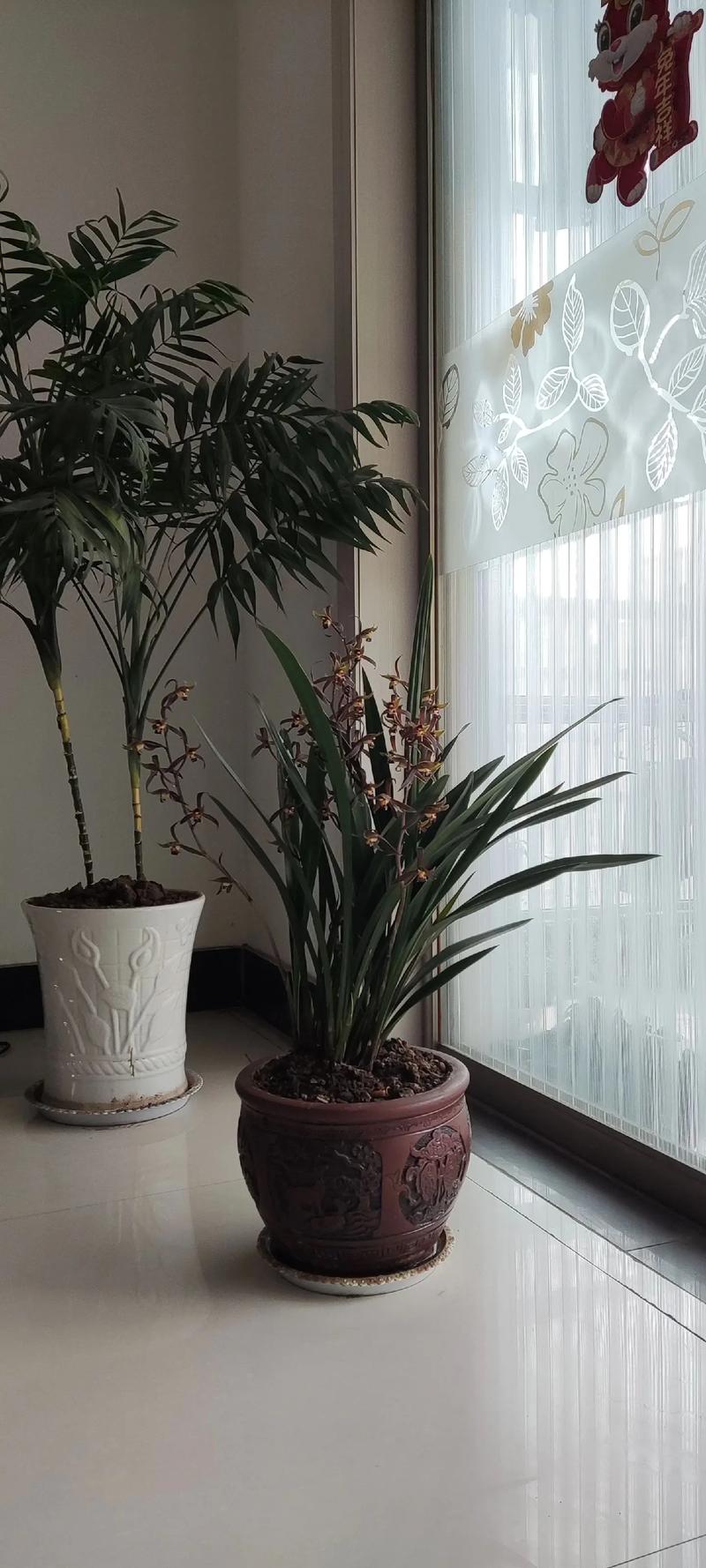 墨兰花怎么养才能开花，墨兰花的栽培与养殖方法-第4张图片-优品飞百科