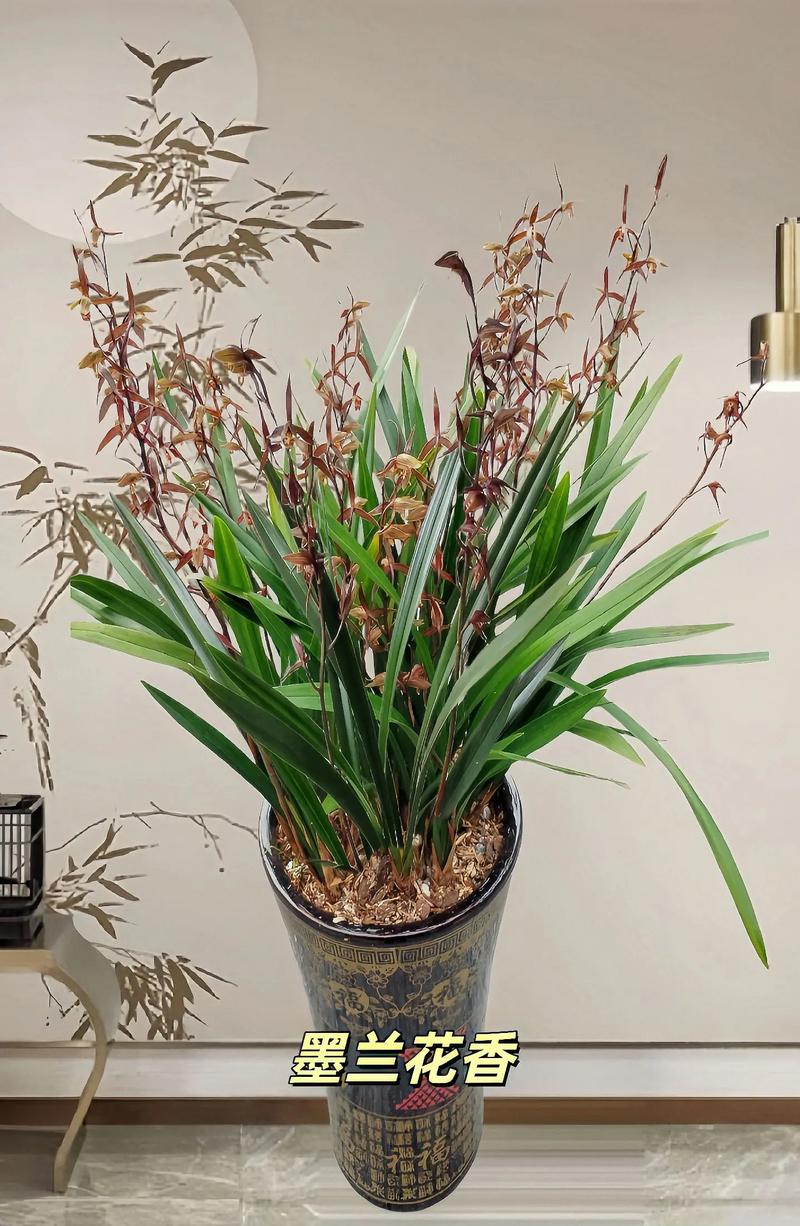 墨兰花怎么养才能开花，墨兰花的栽培与养殖方法-第5张图片-优品飞百科