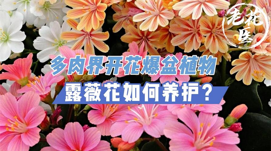 露薇花怎么养，露薇花的种植方法-第3张图片-优品飞百科