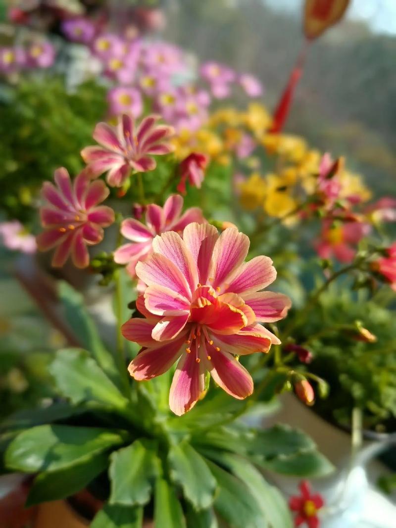 露薇花怎么养，露薇花的种植方法-第4张图片-优品飞百科