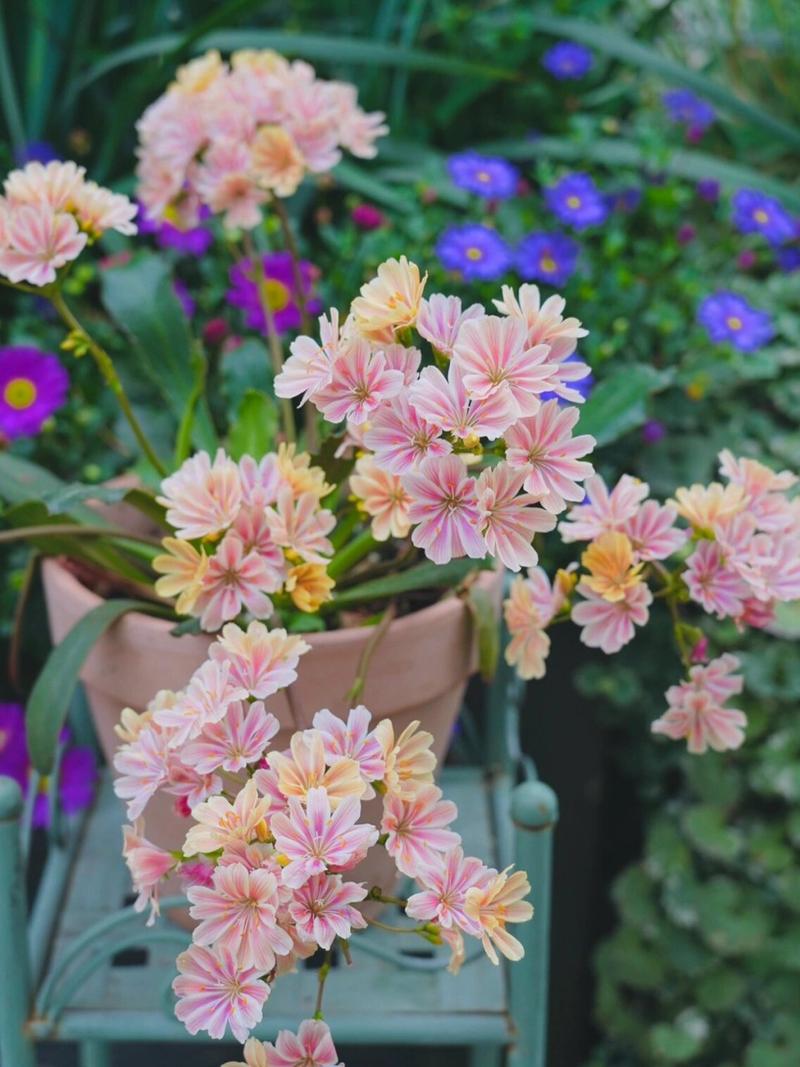 露薇花怎么养，露薇花的种植方法-第5张图片-优品飞百科