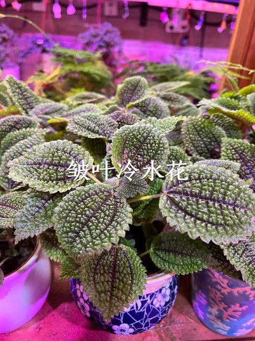 铁甲球修剪方法，铁甲球修剪方法？-第3张图片-优品飞百科