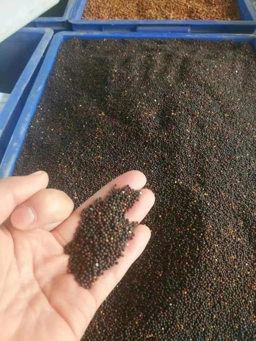 满天星适合什么季节种，满天星什么季节播种最合适-第2张图片-优品飞百科