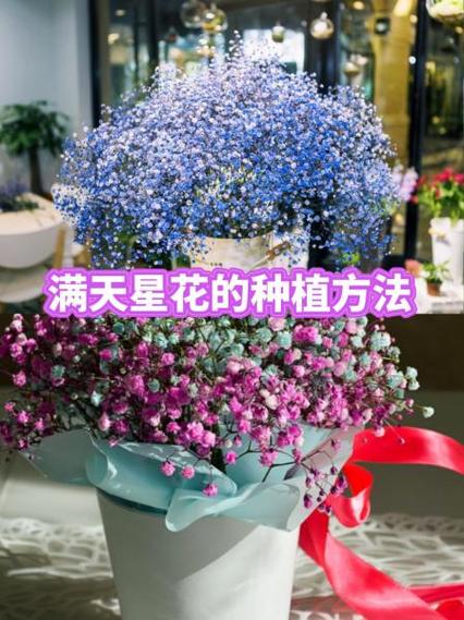 满天星适合什么季节种，满天星什么季节播种最合适-第3张图片-优品飞百科