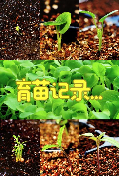 满天星适合什么季节种，满天星什么季节播种最合适-第4张图片-优品飞百科