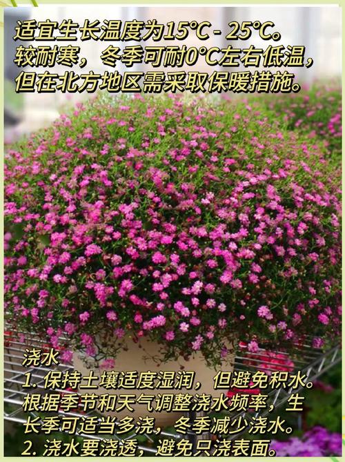 满天星适合什么季节种，满天星什么季节播种最合适-第5张图片-优品飞百科