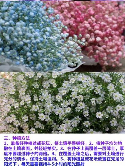 满天星适合什么季节种，满天星什么季节播种最合适-第8张图片-优品飞百科