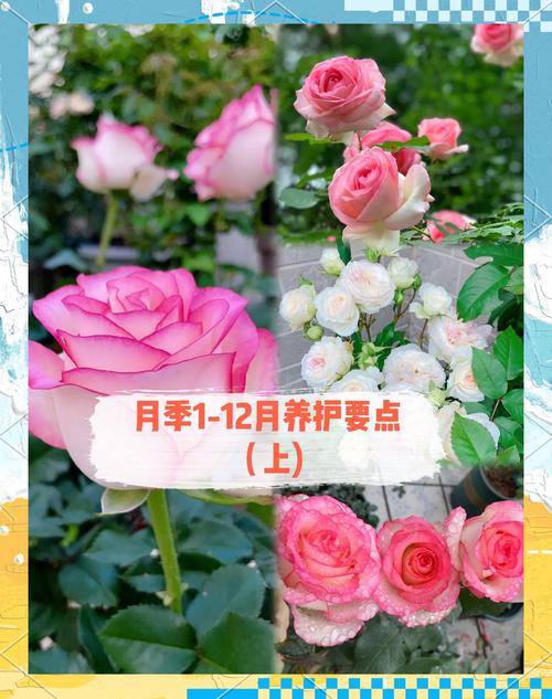 月季杜鹃这么剪？杜鹃花剪枝怎么剪视频？-第3张图片-优品飞百科