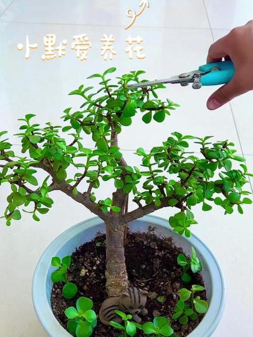 金枝玉叶养的总掉叶？金枝玉叶总掉叶怎么办？-第4张图片-优品飞百科
