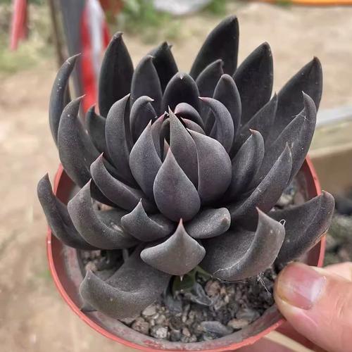 黑王子多肉怎么养，多肉中的黑王子有哪些特点？-第2张图片-优品飞百科