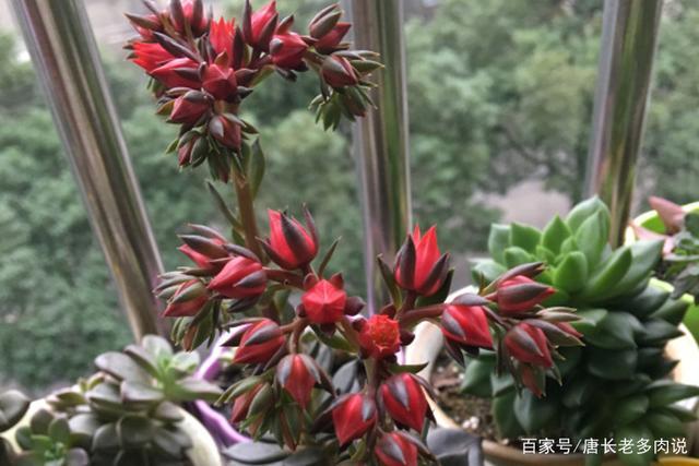 黑王子多肉怎么养，多肉中的黑王子有哪些特点？-第3张图片-优品飞百科
