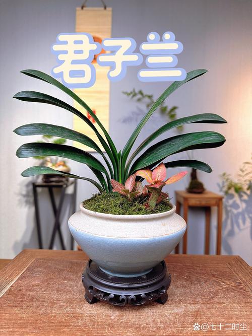 君子兰的养殖方法和注意事项？蝴蝶兰的养殖方法和注意事项？-第3张图片-优品飞百科