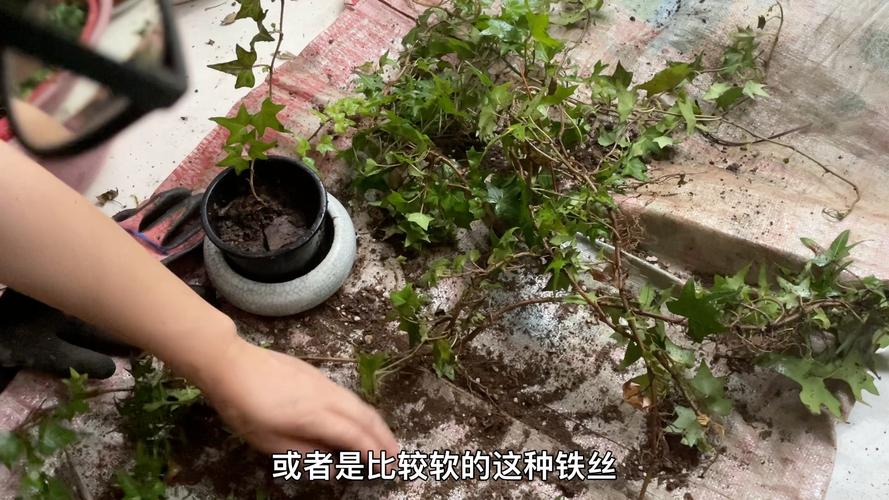 常春藤怎样修剪，常春藤的枝蔓可以剪么？-第3张图片-优品飞百科