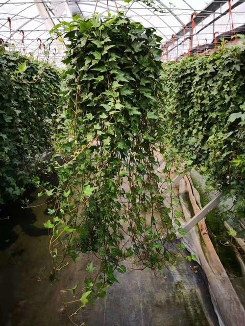 常春藤怎样修剪，常春藤的枝蔓可以剪么？-第5张图片-优品飞百科