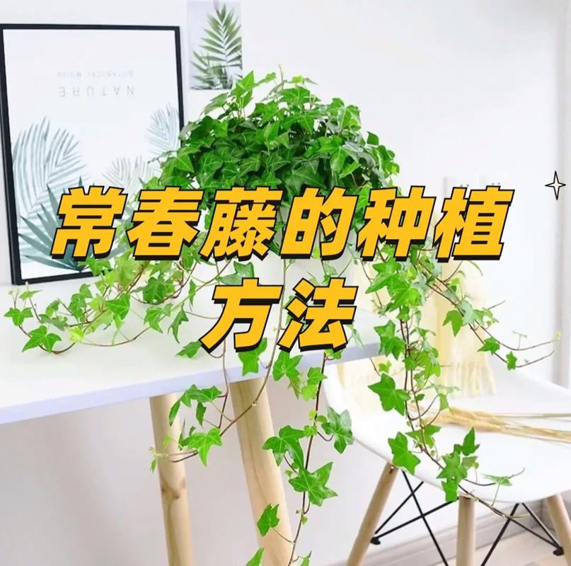 常春藤怎样修剪，常春藤的枝蔓可以剪么？-第7张图片-优品飞百科