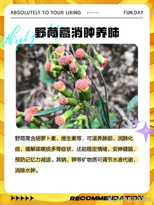 关于木茼蒿种植时间和方法的信息-第2张图片-优品飞百科