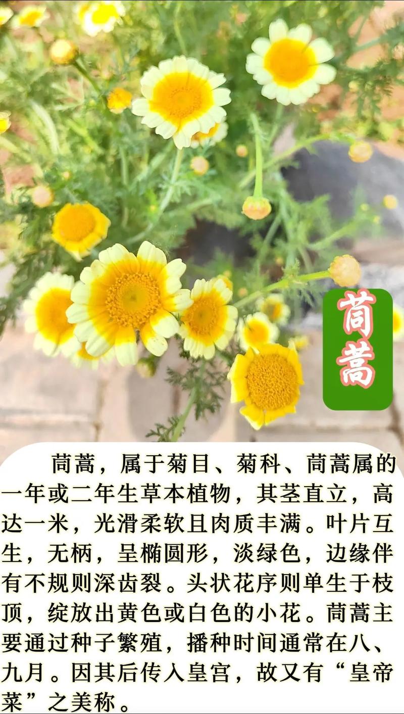 关于木茼蒿种植时间和方法的信息-第3张图片-优品飞百科