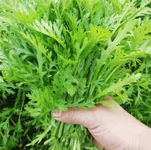 关于木茼蒿种植时间和方法的信息-第5张图片-优品飞百科