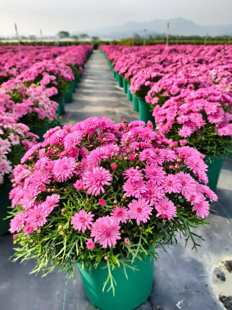 关于木茼蒿种植时间和方法的信息-第4张图片-优品飞百科