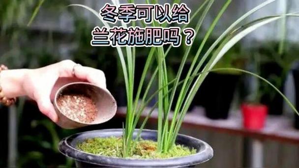 兰花冬天怎么施肥，冬季兰花施肥方案？