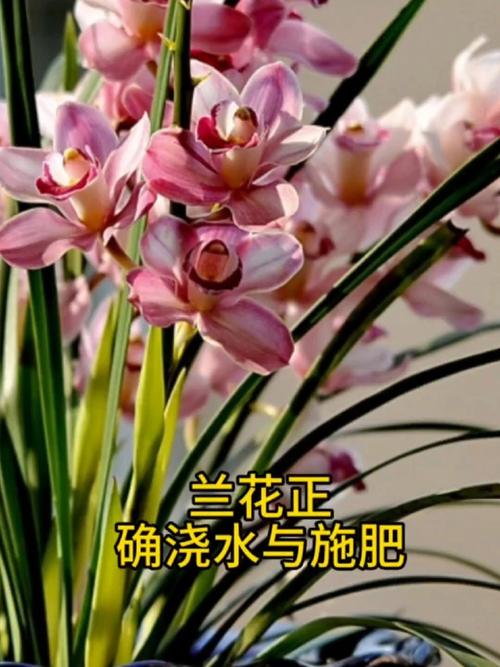 兰花冬天怎么施肥，冬季兰花施肥方案？-第3张图片-优品飞百科