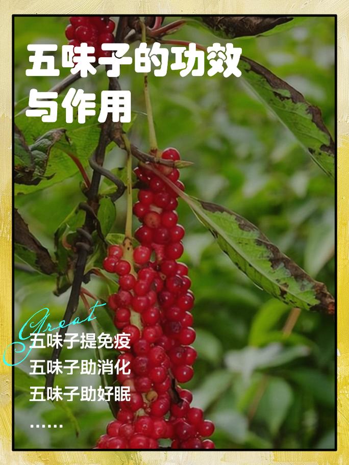 五味子怎么种，五味子怎么种植,怎么修剪-第2张图片-优品飞百科
