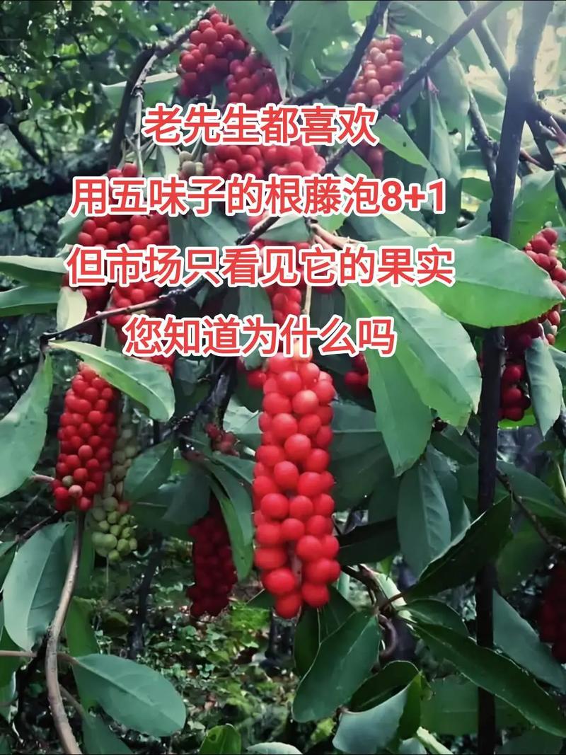 五味子怎么种，五味子怎么种植,怎么修剪-第5张图片-优品飞百科