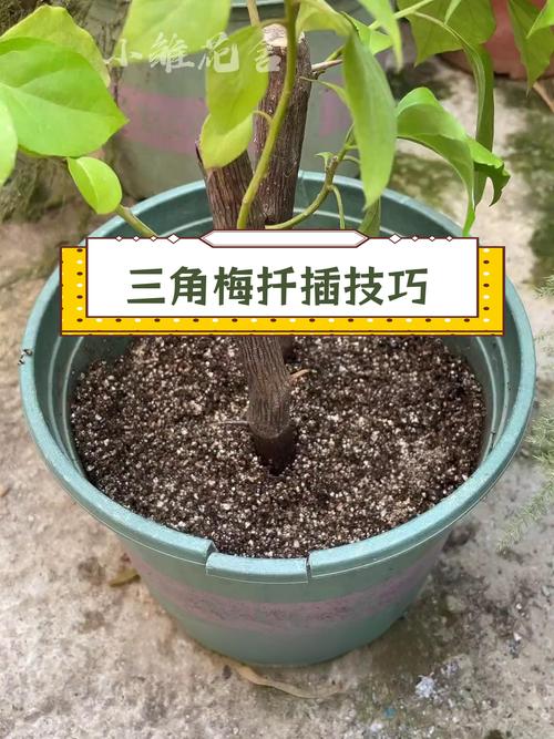 三角梅水扦插方法图解？三角梅用水扦插何时生根？-第2张图片-优品飞百科