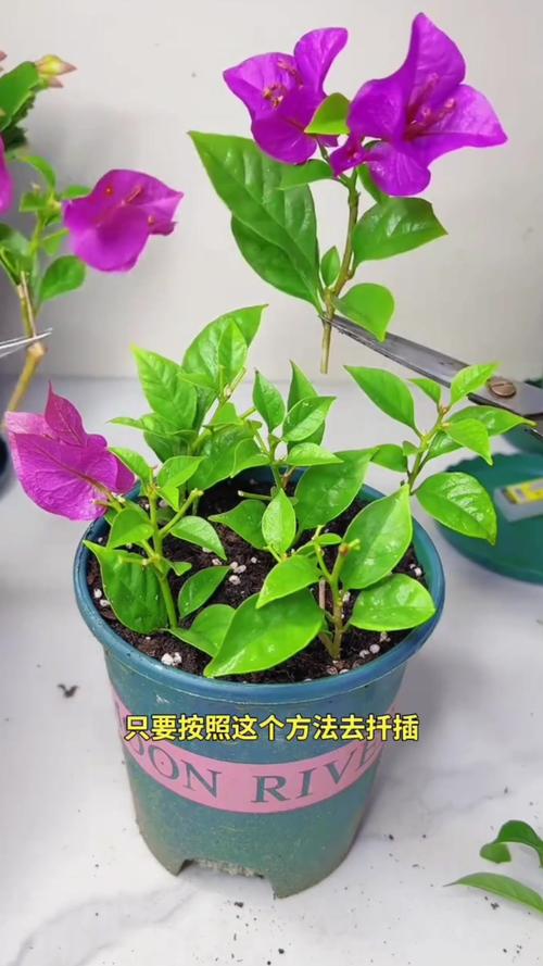 三角梅水扦插方法图解？三角梅用水扦插何时生根？-第4张图片-优品飞百科