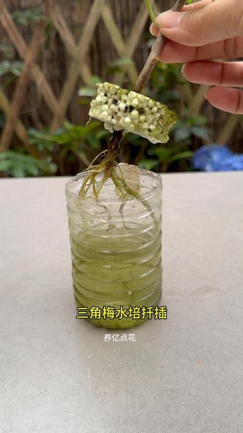 三角梅水扦插方法图解？三角梅用水扦插何时生根？-第5张图片-优品飞百科
