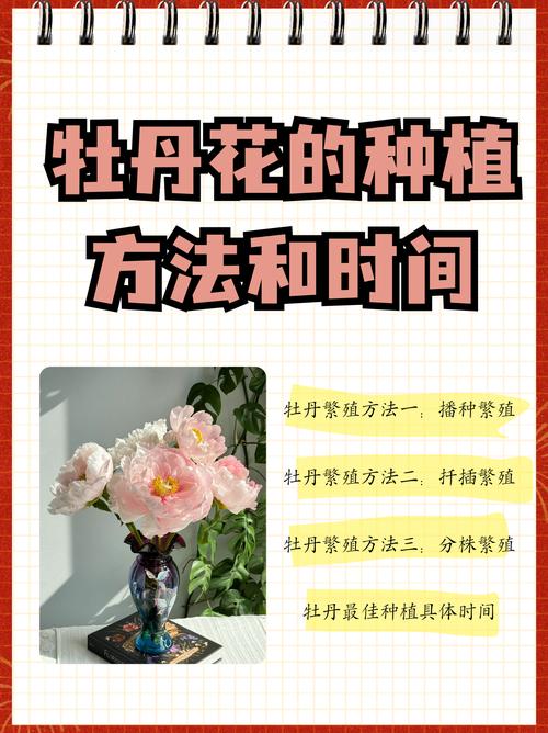 牡丹换盆什么季节，牡丹啥时候换盆-第2张图片-优品飞百科
