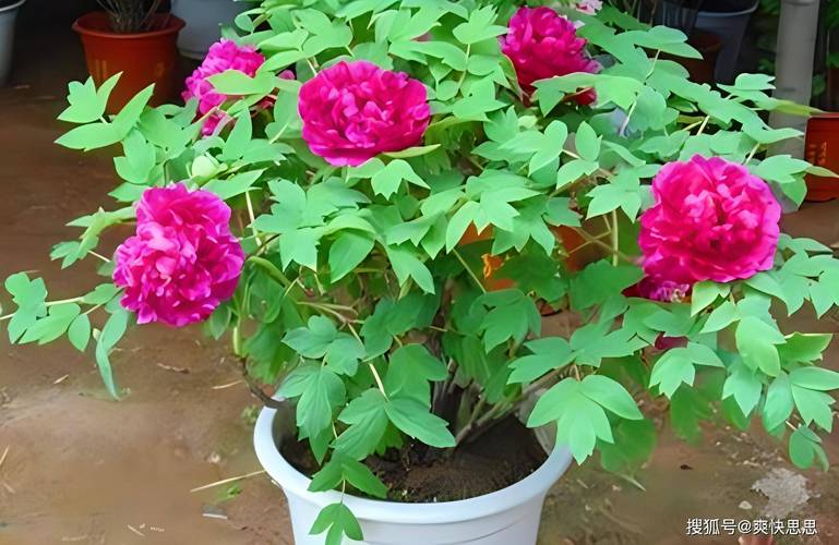 牡丹换盆什么季节，牡丹啥时候换盆-第3张图片-优品飞百科