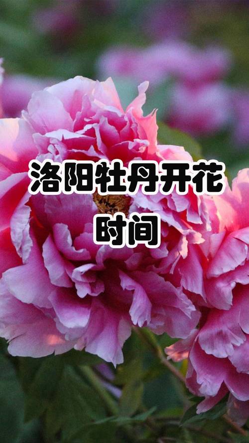 牡丹换盆什么季节，牡丹啥时候换盆-第5张图片-优品飞百科