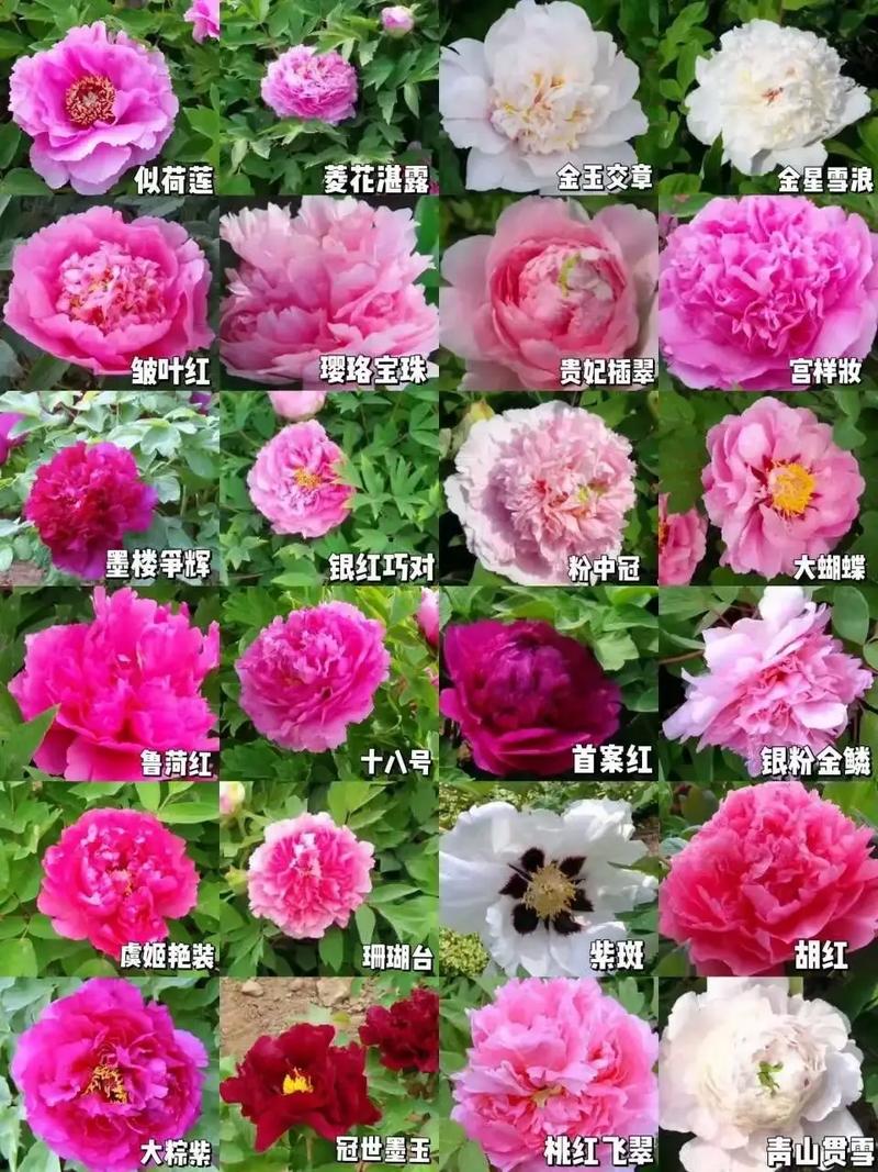 牡丹换盆什么季节，牡丹啥时候换盆-第6张图片-优品飞百科