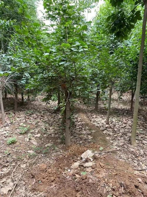 暴马丁香的养殖方法，暴马丁香花的功效是什么