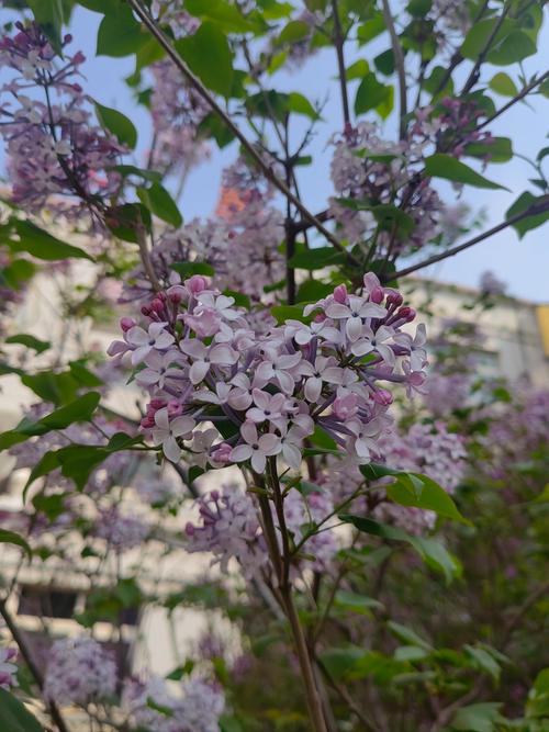 暴马丁香的养殖方法，暴马丁香花的功效是什么-第2张图片-优品飞百科