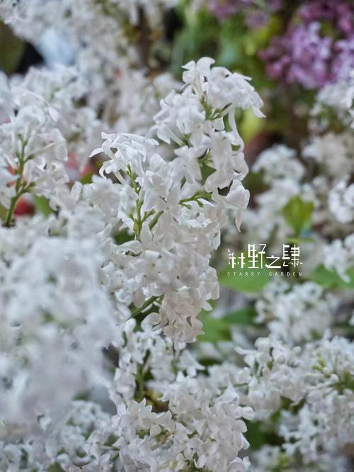 暴马丁香的养殖方法，暴马丁香花的功效是什么-第3张图片-优品飞百科