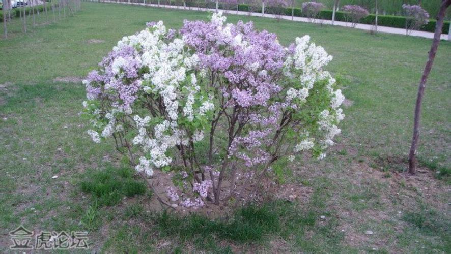 暴马丁香的养殖方法，暴马丁香花的功效是什么-第5张图片-优品飞百科