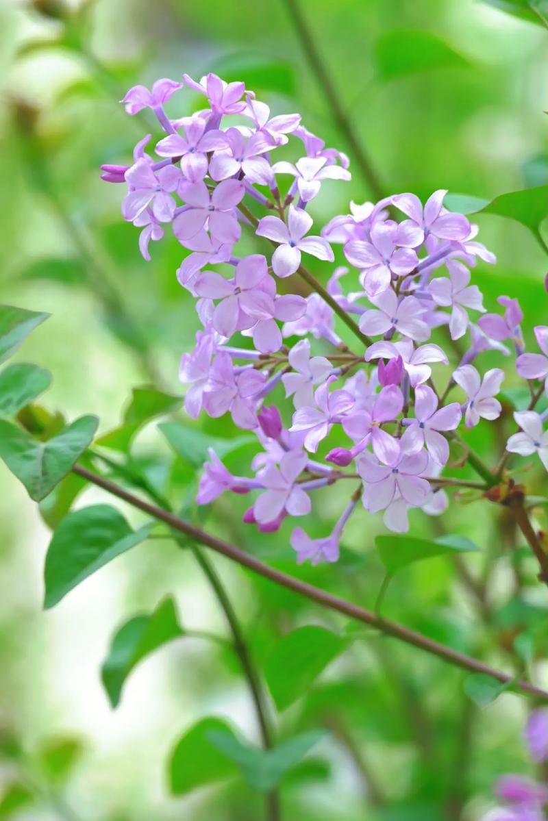 暴马丁香的养殖方法，暴马丁香花的功效是什么-第4张图片-优品飞百科
