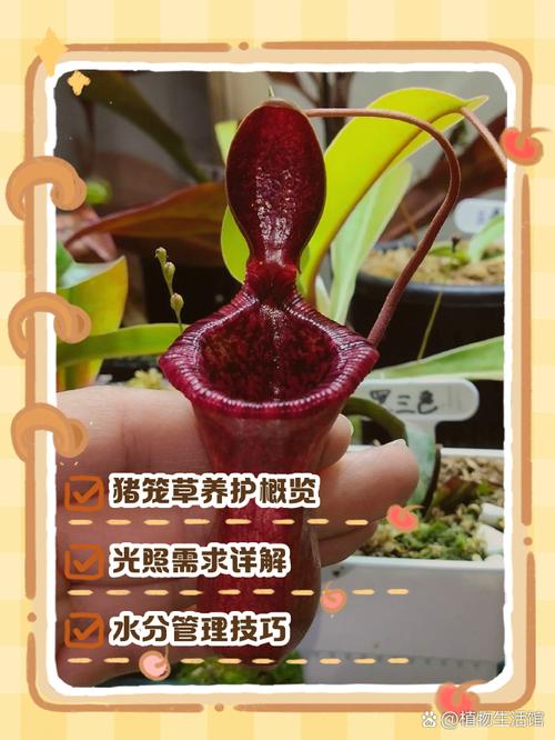 猪笼草秋天怎么养，猪笼草秋冬季养的活吗？-第2张图片-优品飞百科