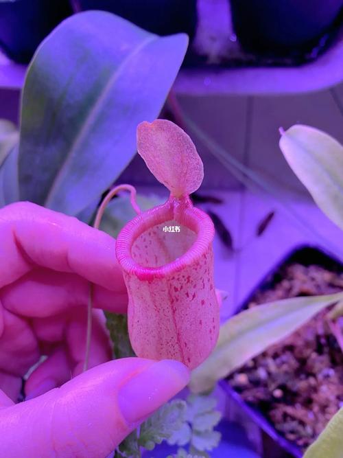 猪笼草秋天怎么养，猪笼草秋冬季养的活吗？-第6张图片-优品飞百科