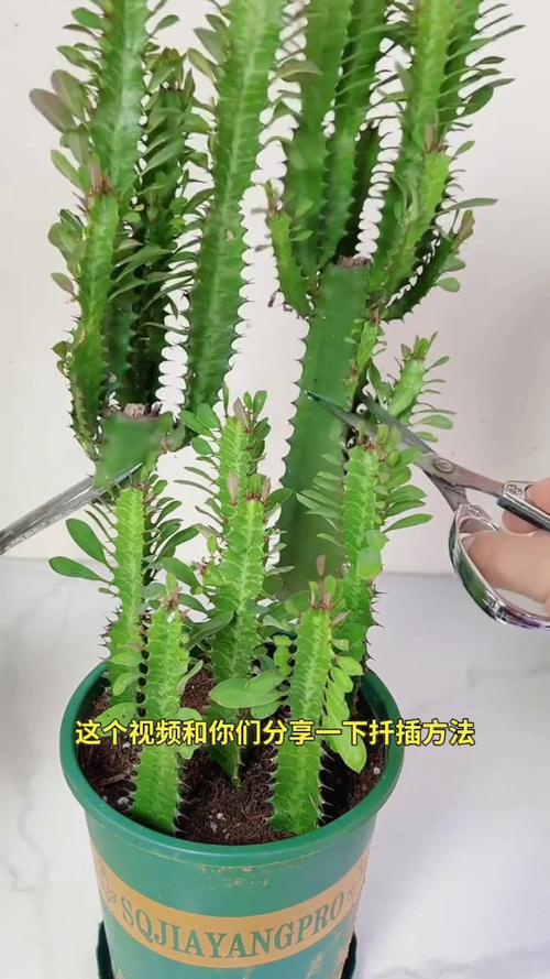 龙骨怎么扦插，龙骨怎么扦插什么季节-第2张图片-优品飞百科