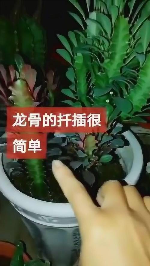 龙骨怎么扦插，龙骨怎么扦插什么季节-第3张图片-优品飞百科