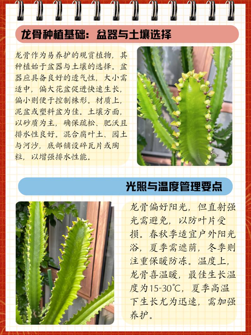 龙骨怎么扦插，龙骨怎么扦插什么季节-第4张图片-优品飞百科